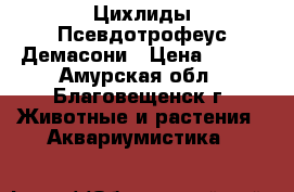 Цихлиды Псевдотрофеус Демасони › Цена ­ 100 - Амурская обл., Благовещенск г. Животные и растения » Аквариумистика   